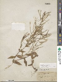 Epilobium ciliatum image