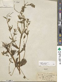 Epilobium ciliatum image