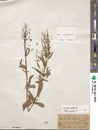 Epilobium ciliatum image