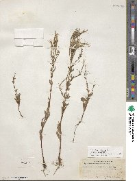 Epilobium ciliatum image