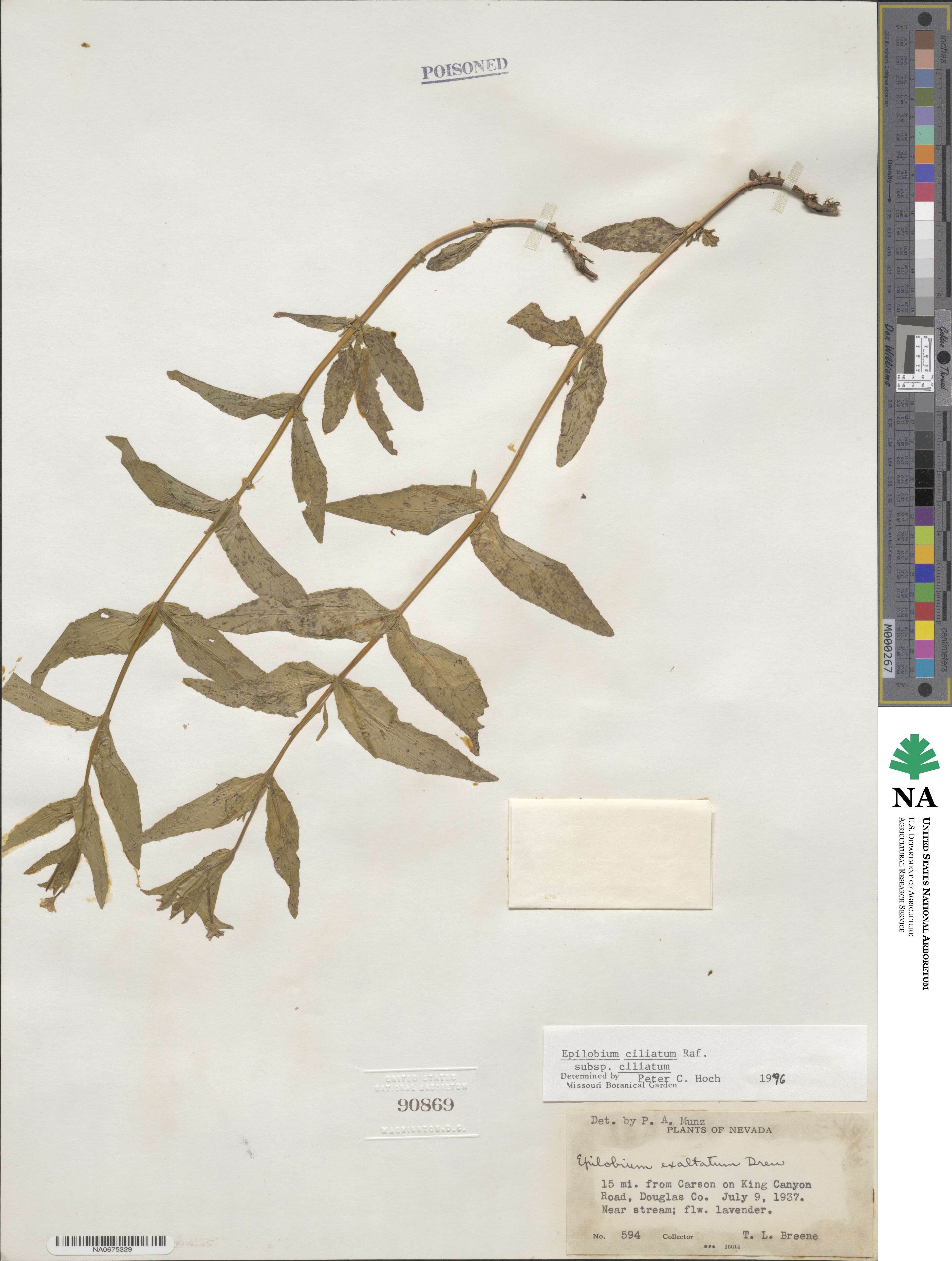 Epilobium ciliatum image