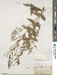 Epilobium ciliatum image