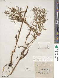 Image of Epilobium coloratum