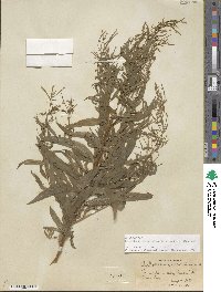 Epilobium coloratum image