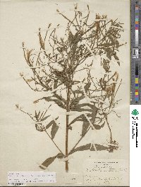 Epilobium coloratum image