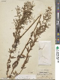 Epilobium coloratum image