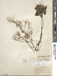 Epilobium coloratum image