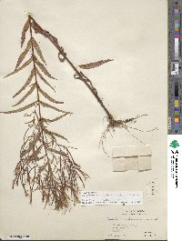 Epilobium coloratum image