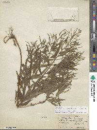Epilobium coloratum image