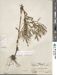 Epilobium coloratum image