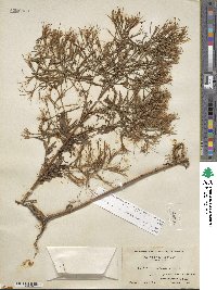 Epilobium coloratum image
