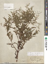 Epilobium coloratum image
