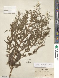 Epilobium coloratum image