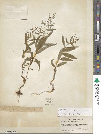 Epilobium coloratum image