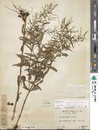Epilobium coloratum image