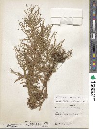 Epilobium coloratum image