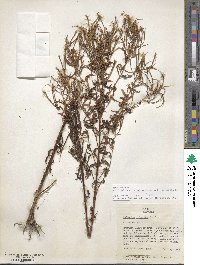 Epilobium coloratum image