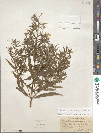 Epilobium coloratum image