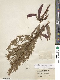 Epilobium coloratum image