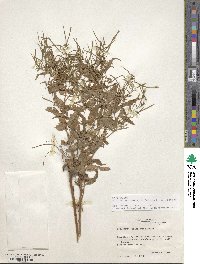 Epilobium coloratum image