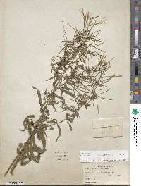 Epilobium coloratum image