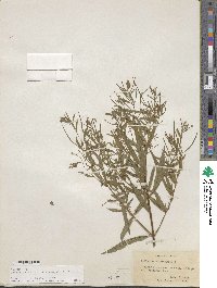 Epilobium coloratum image