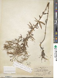 Epilobium coloratum image