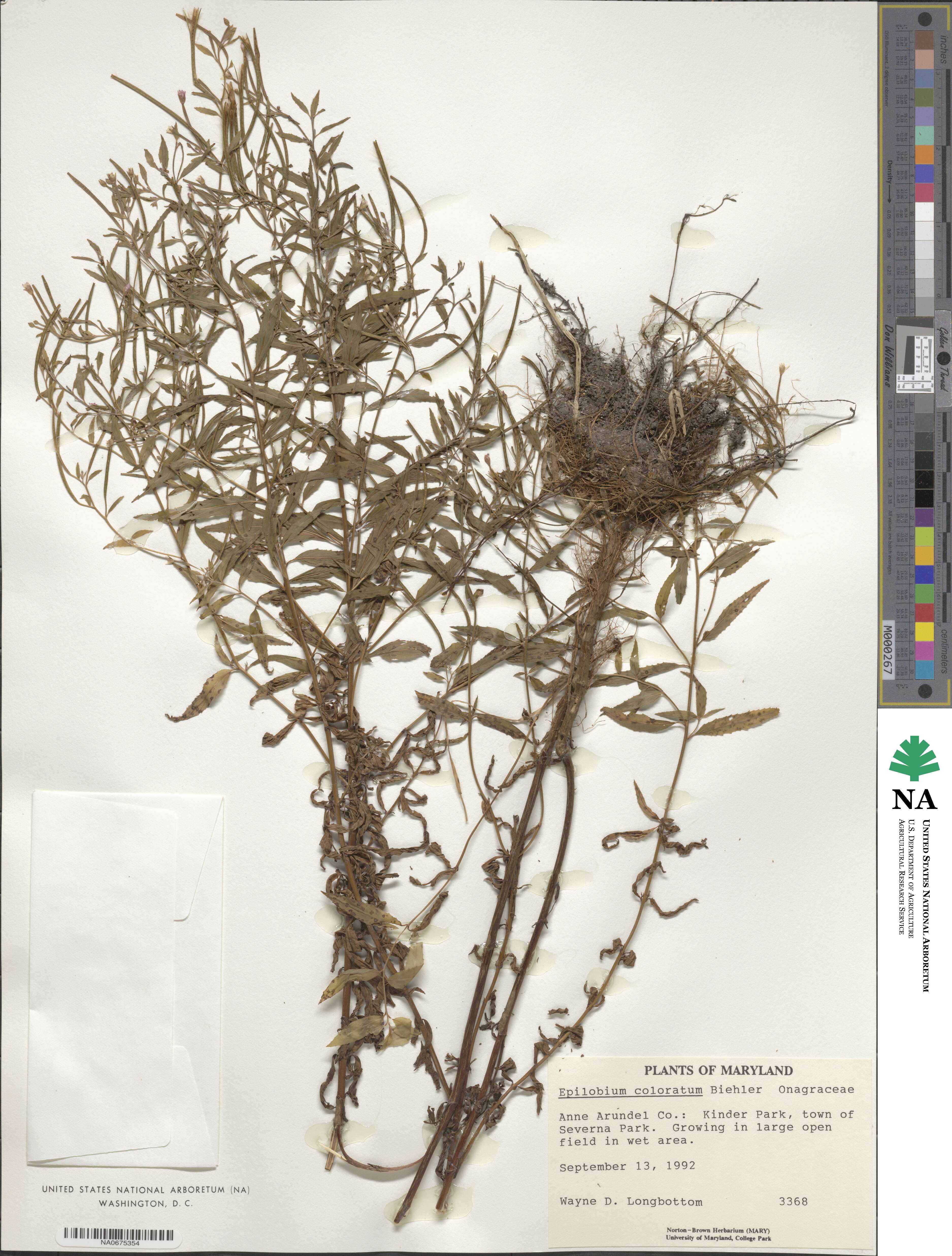 Epilobium coloratum image