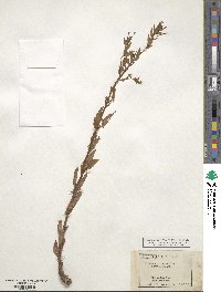 Epilobium coloratum image