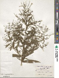 Epilobium coloratum image