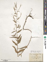 Epilobium coloratum image
