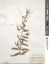 Epilobium coloratum image