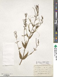 Epilobium coloratum image