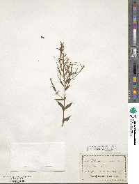 Epilobium coloratum image