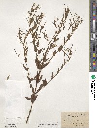 Epilobium coloratum image