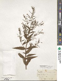 Epilobium coloratum image