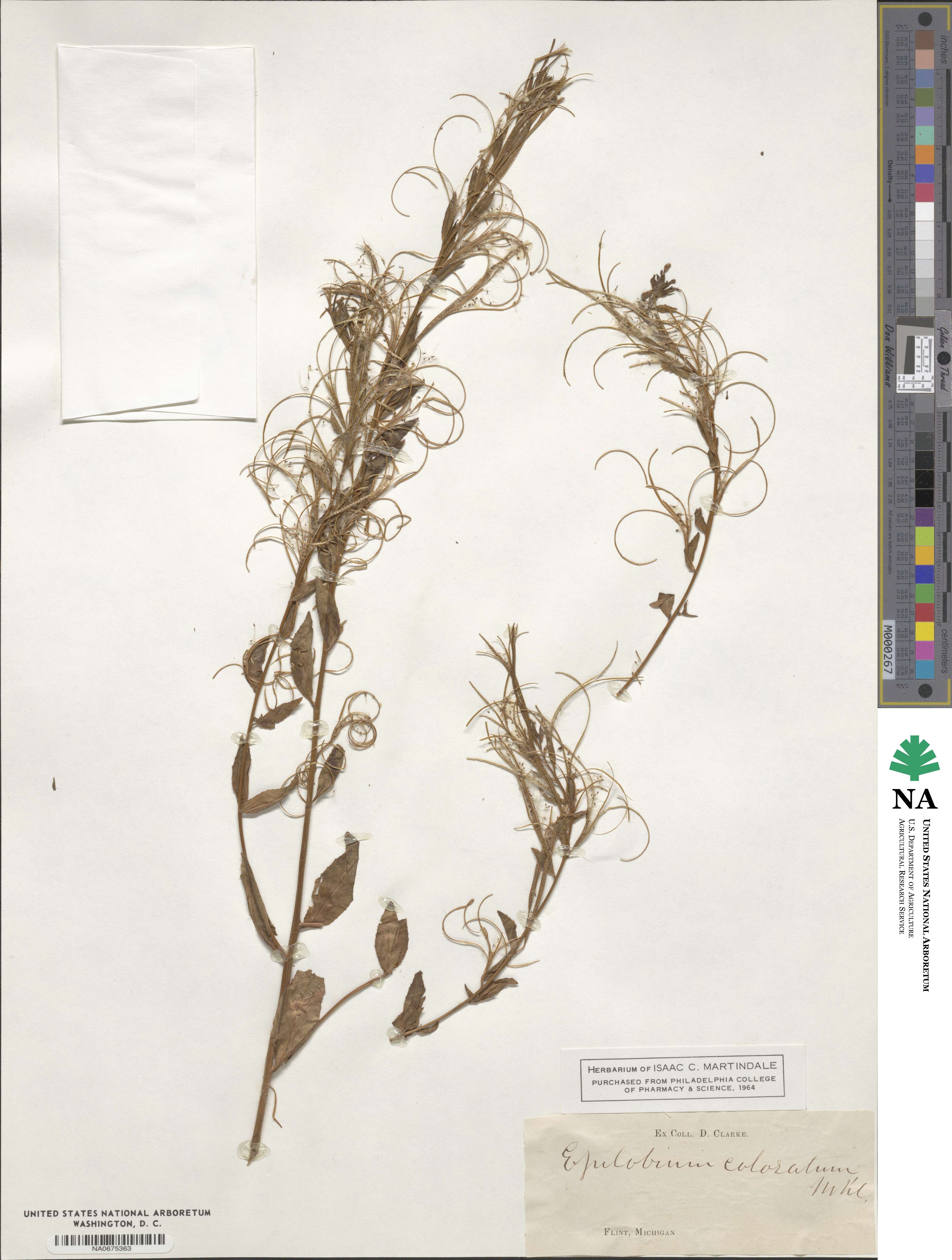 Epilobium coloratum image