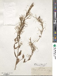 Epilobium coloratum image
