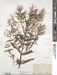 Epilobium coloratum image