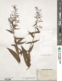Epilobium coloratum image