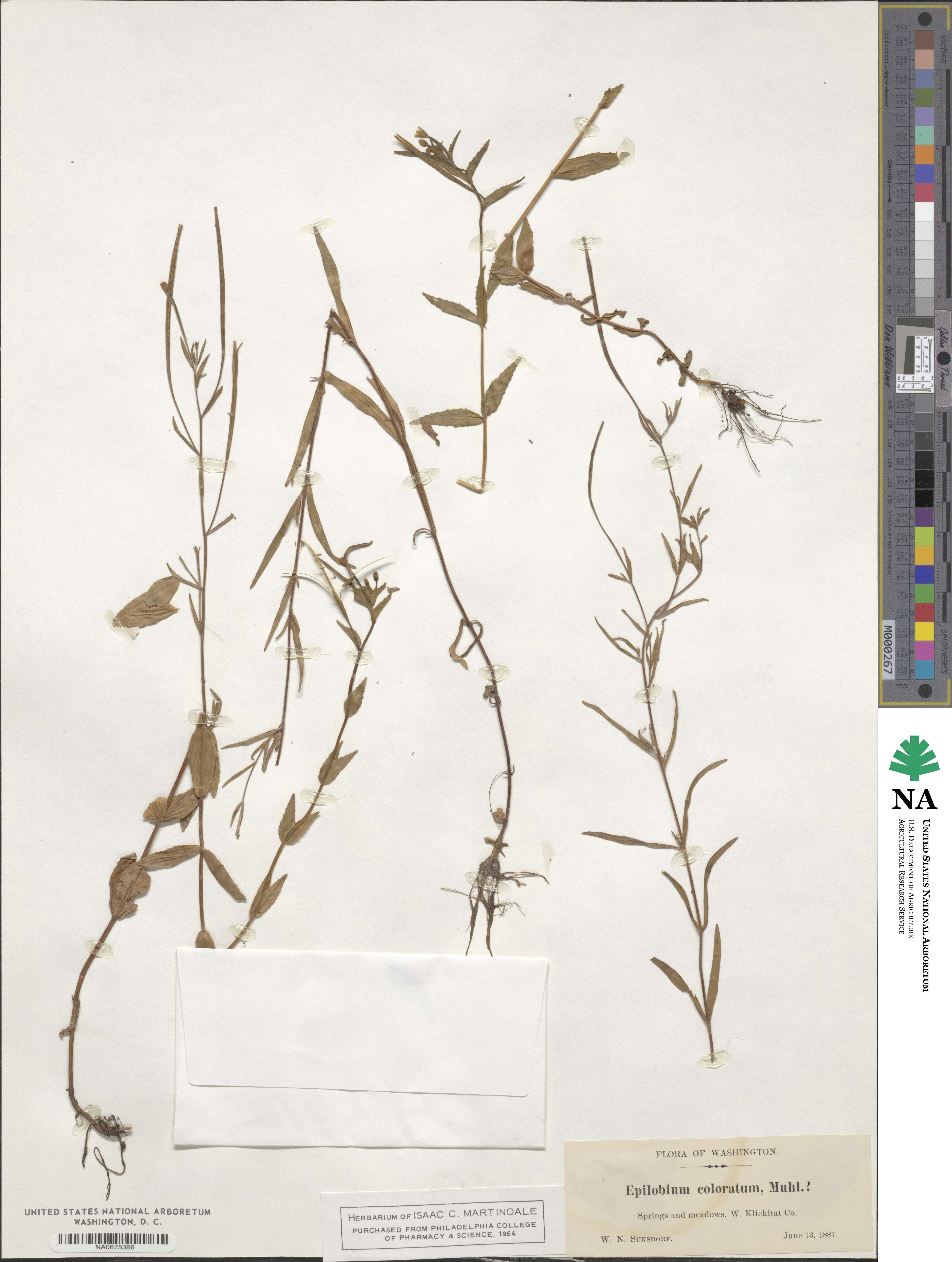 Epilobium coloratum image