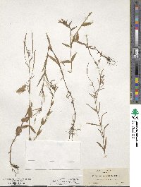Epilobium coloratum image
