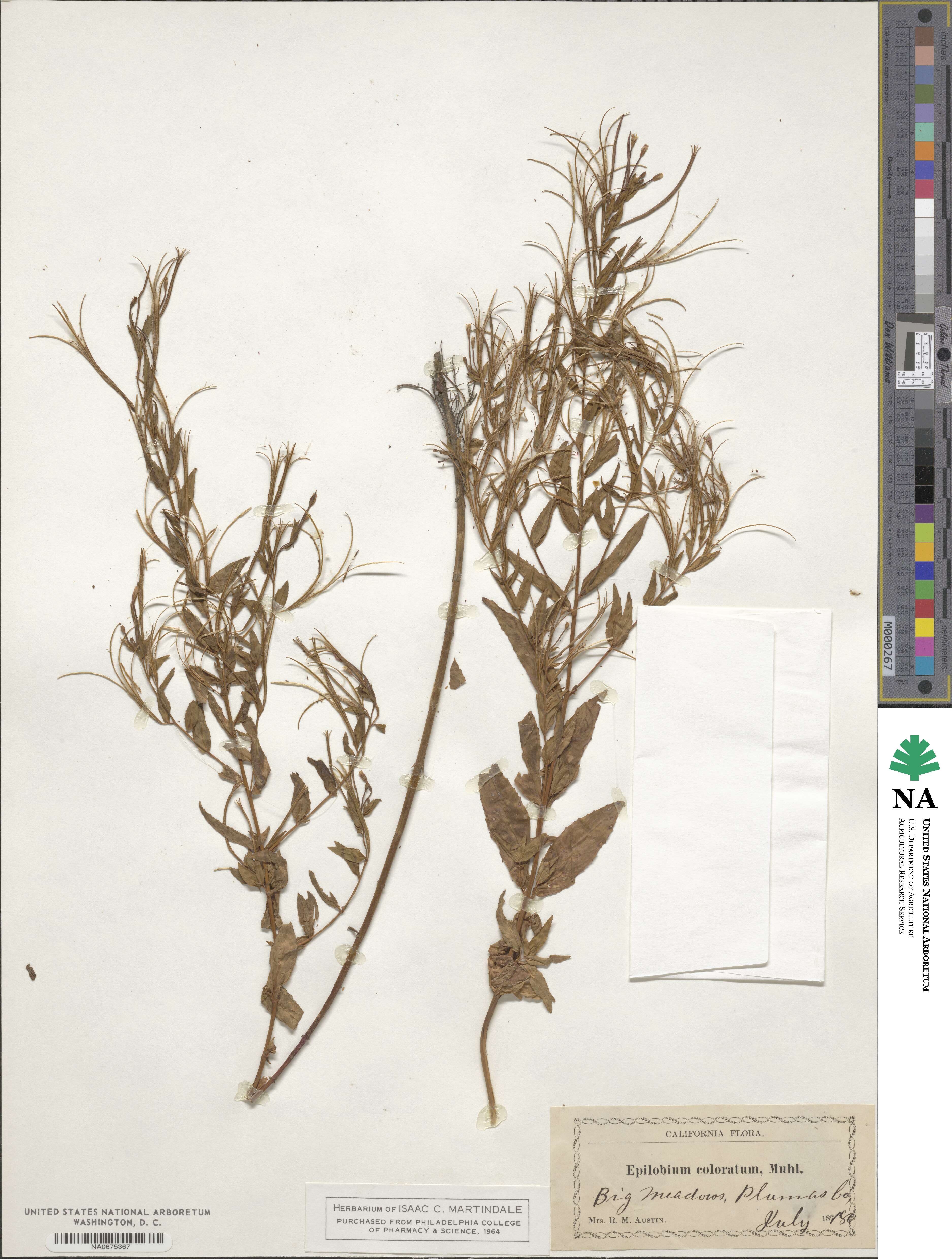 Epilobium coloratum image