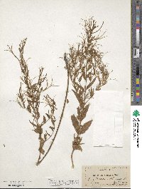 Epilobium coloratum image
