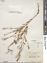 Epilobium glaberrimum image