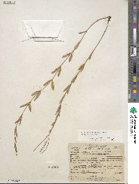 Epilobium glaberrimum image