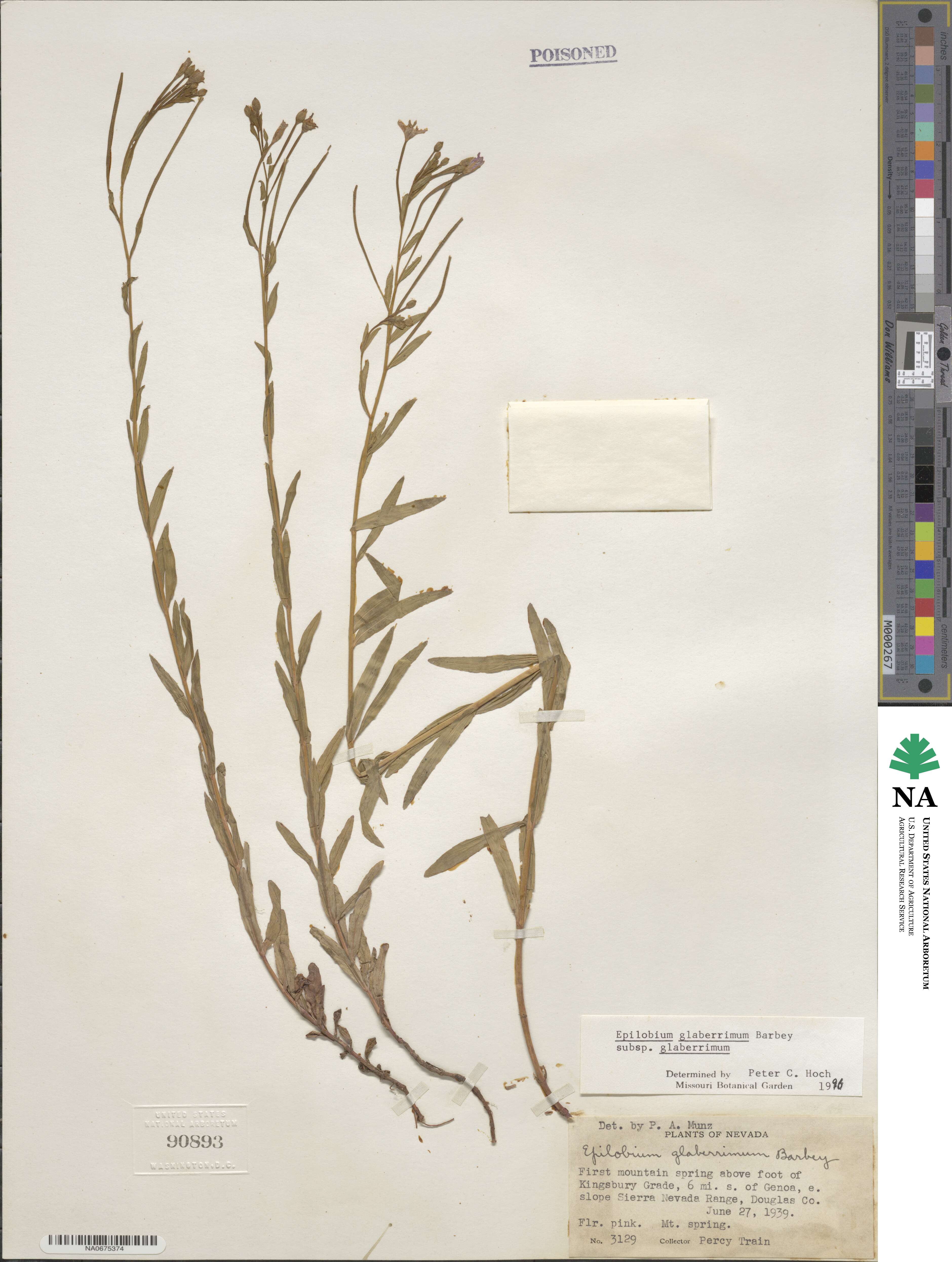 Epilobium glaberrimum image