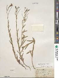 Epilobium glaberrimum image