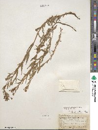 Epilobium glaberrimum image