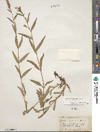 Epilobium glaberrimum image